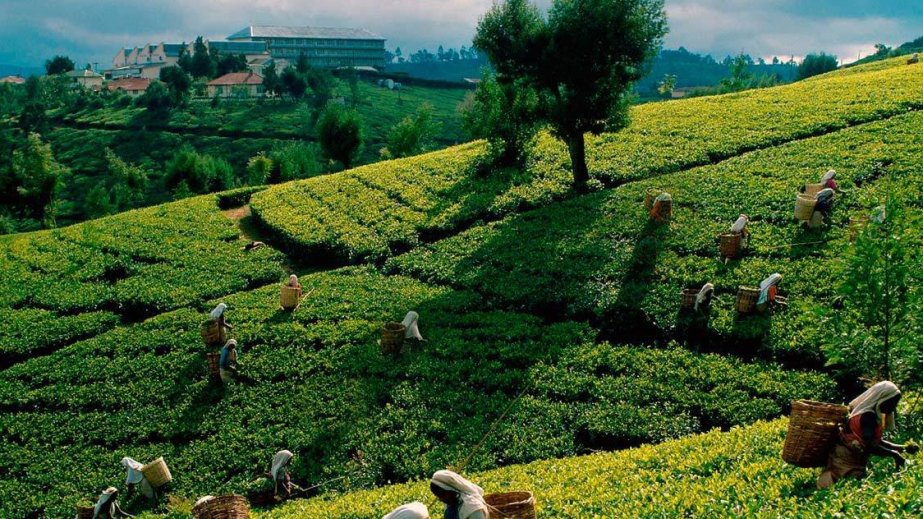 Tea exports from Azerbaijan increase by more than 18 percent