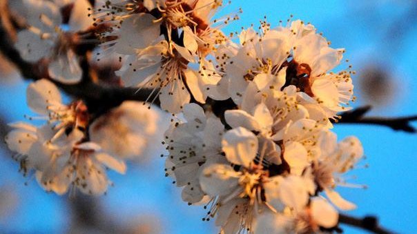 Azərbaycana yaz fəsli bu tarixdə daxil olacaq