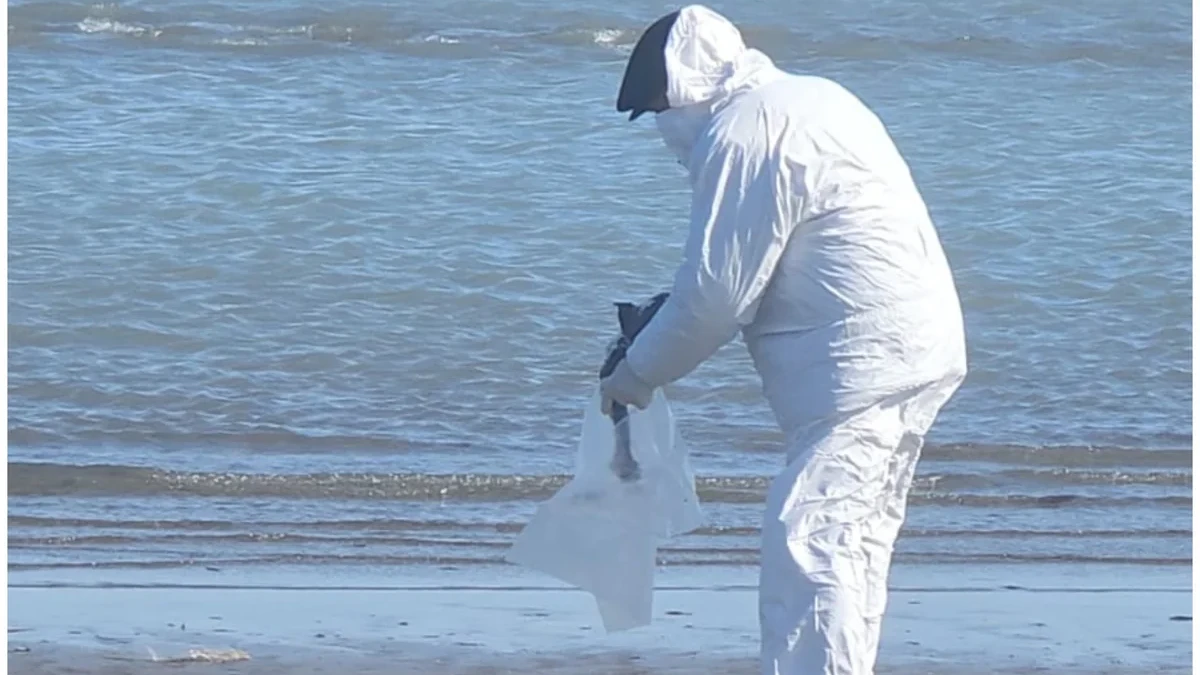 Dəniz kənarında tapılan quş cəsədlərində heyvan xəstəliyi aşkarlanmayıb- RƏSMİ