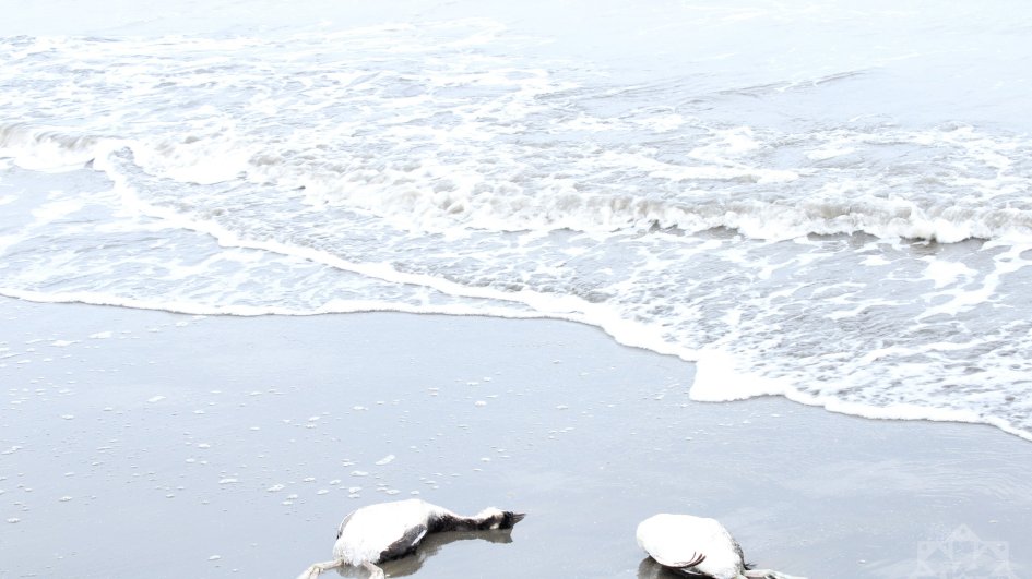Xəzərin Xaçmaz sahillərində minlərlə batağan quşunun tələf olduğu aşkarlanıb EKSKLÜZİV