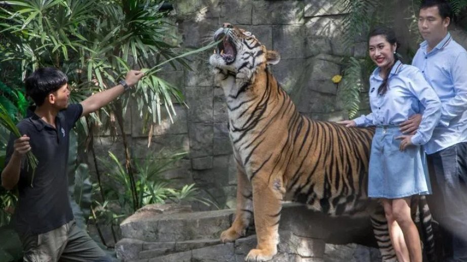 Tailandda turizm parkında 72 pələngin ölümünün səbəbləri araşdırılır