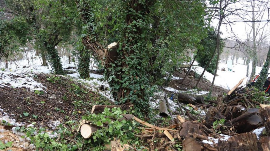 Tbilisidəki Milli Botanika Bağı ziyarətçilər üçün bağlanıb