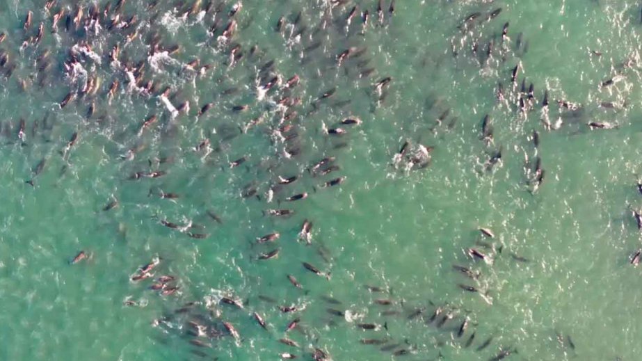 Argentina sahillərində delfinlərin kütləvi ölümünə səbəb kimi balinalar göstərilir