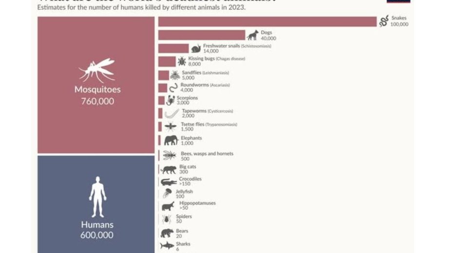 Ağcaqanadlar hər il 700 mindən çox insanın həyatına son qoyur