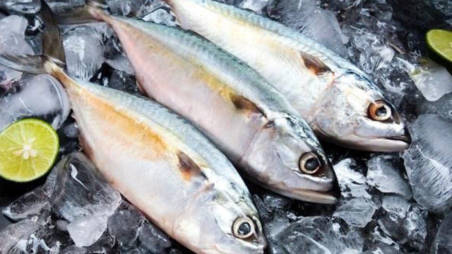 Alimlər qlobal balıq ovunun azalacağını proqnozlaşdırırlar