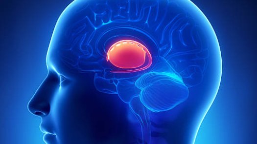 Scientific study unlocks brain chemistry, may revolutionize mental health