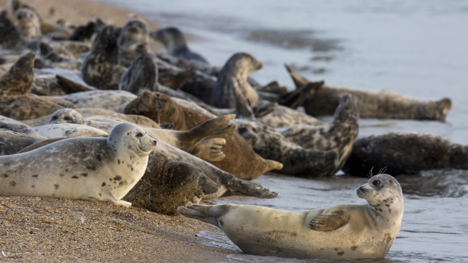 Tədqiqat: Xəzər suitilərinin ölüm səbəbinin quş qripi olması şübhəsi var