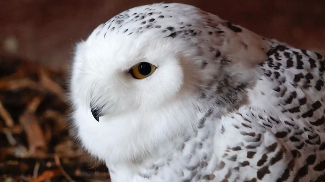 Heyvanların beynəlxalq mühafizəsi siyahısına 40 köçəri növ əlavə edilib