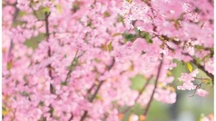 Çində gənclər arasında “rəngli gəzintilər” populyarlaşır