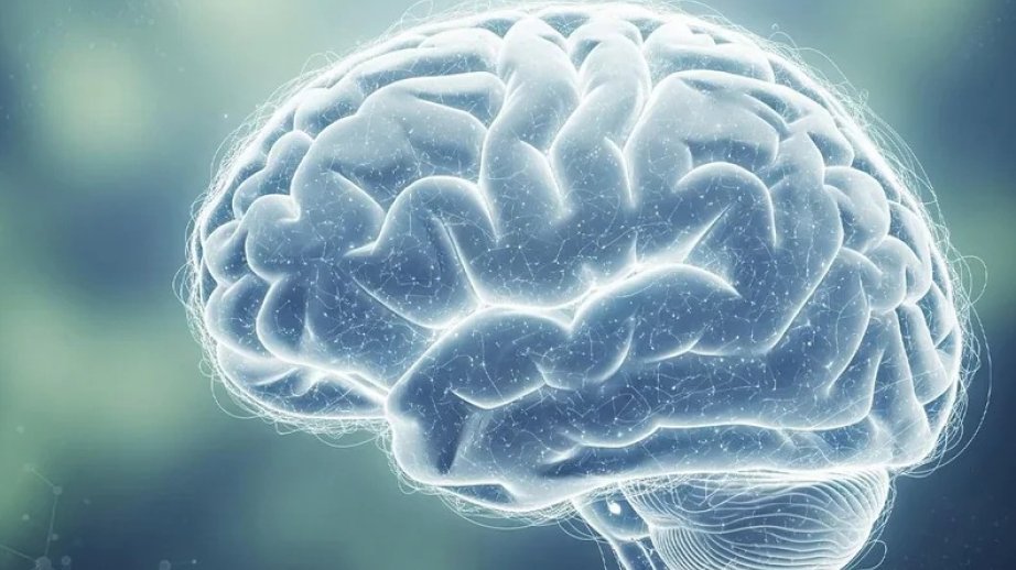 Chinese scientists shed light on how brain switches between thinking, perceiving