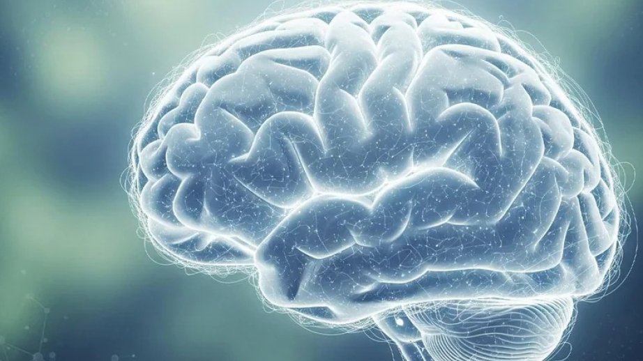 Çinli alimlər beyinin düşüncə və qavrayış arasında necə keçid etdiyini araşdırıblar