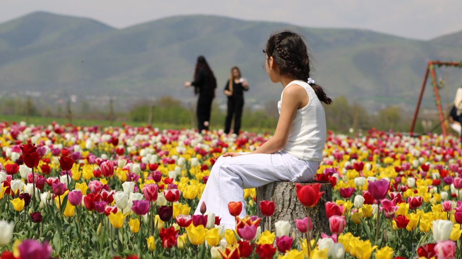 Yazın rəngləri – Qəbələdə tülpan mövsümü