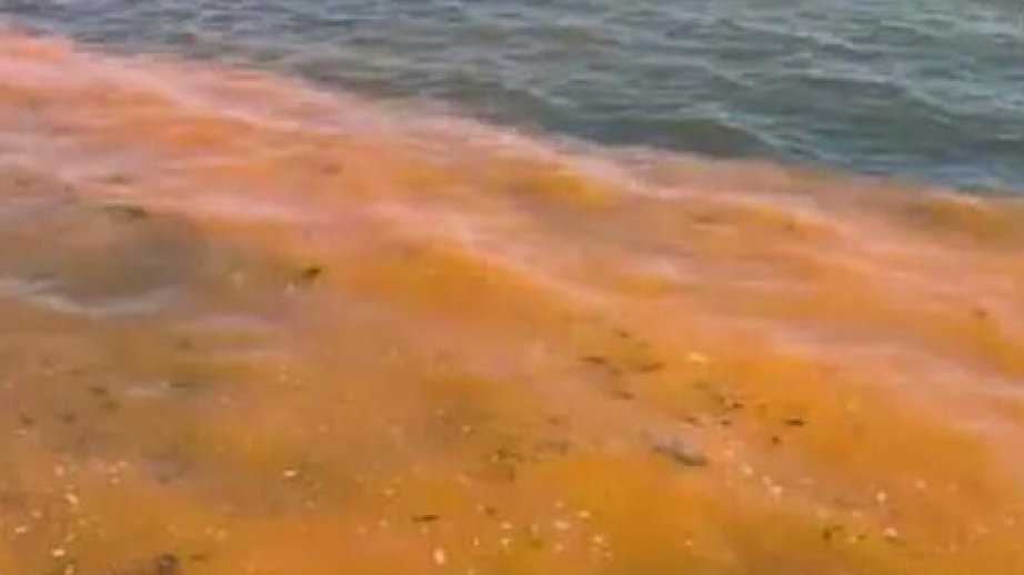 Türkiyədə Mərmərə dənizinin niyə qəhvəyi rəngə boyandığı məlum olub