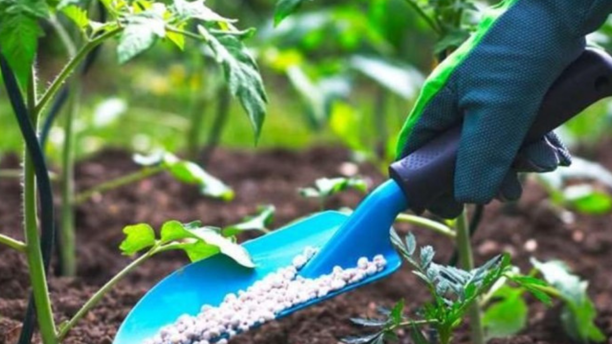 Azərbaycanın gübrə ixrac və idxalının həcmi məlum olub