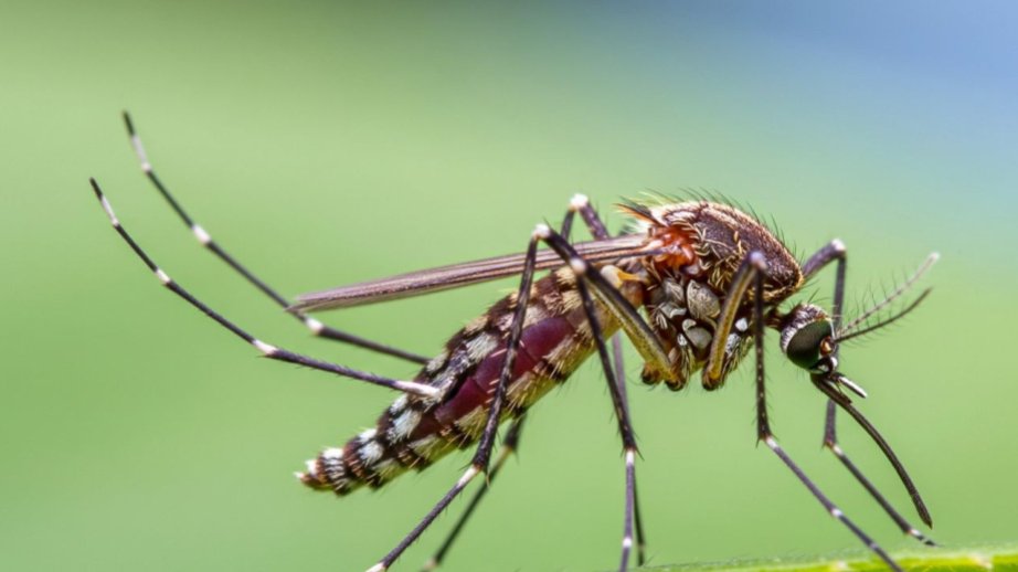 Dengue cases rise in Sri Lanka amid monsoon risk: health officials