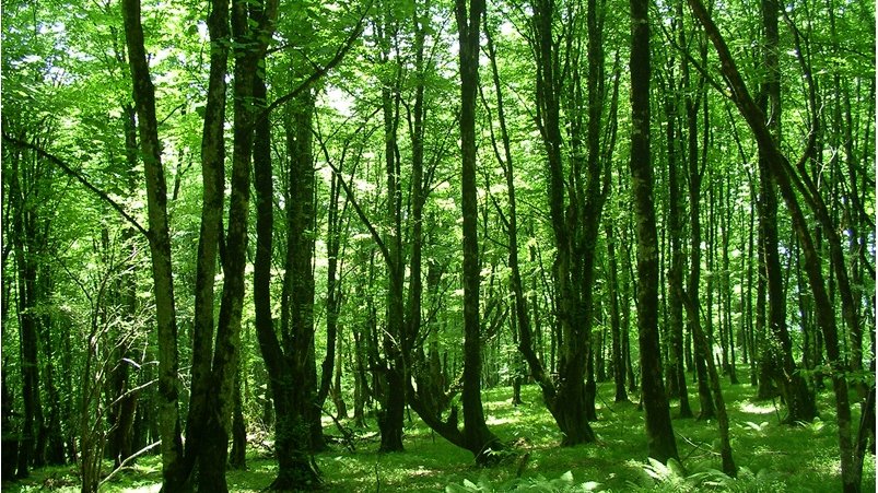 İşğaldan azad olunmuş ərazilərdə yeni milli parklar yaradılacaq