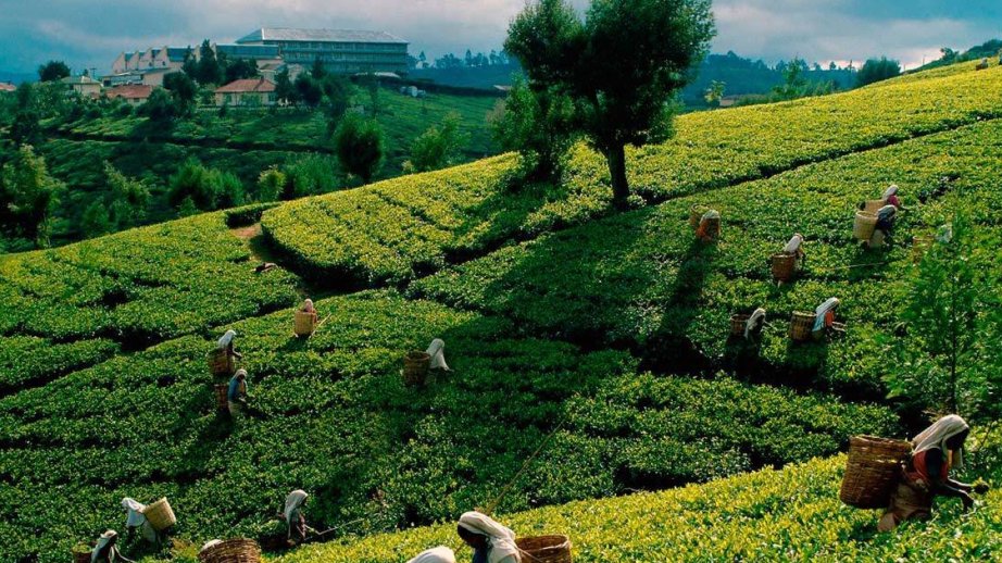Tea exports from Azerbaijan increase by 21 percent