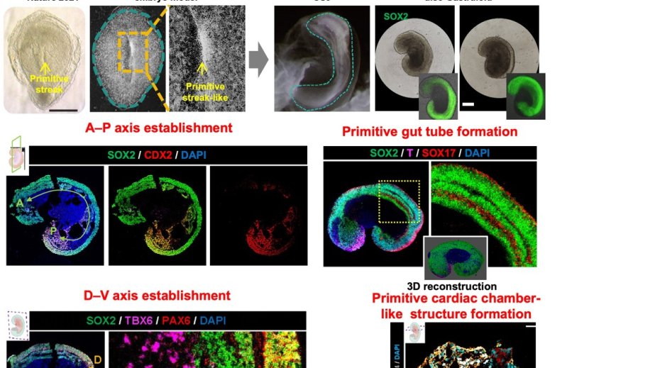 Chinese researchers develop world-first human embryo model for organ growth