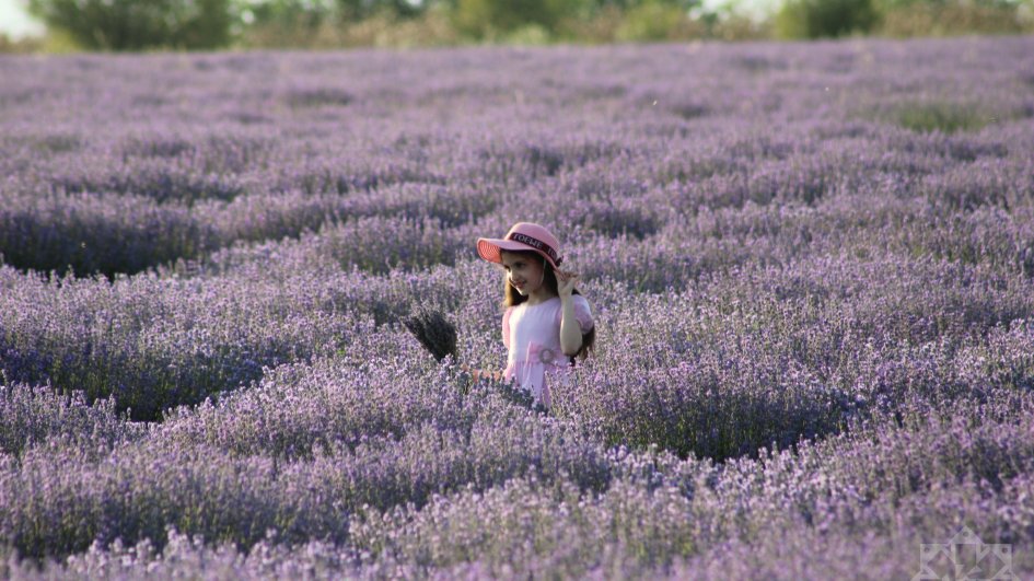 Bənövşəyi çiçək dənizi: Qəbələnin lavanda sahələrinə səyahət