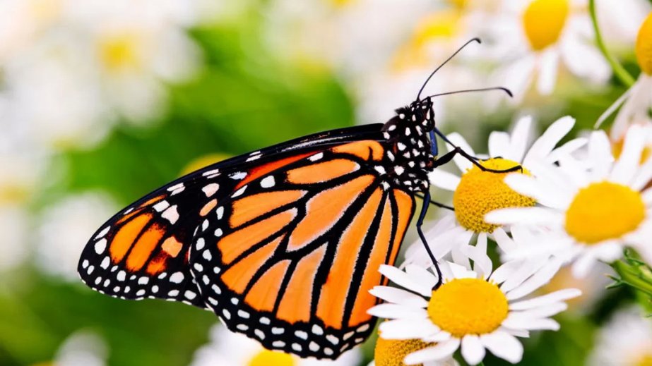 Butterflies are rapidly changing where they live as climate changes