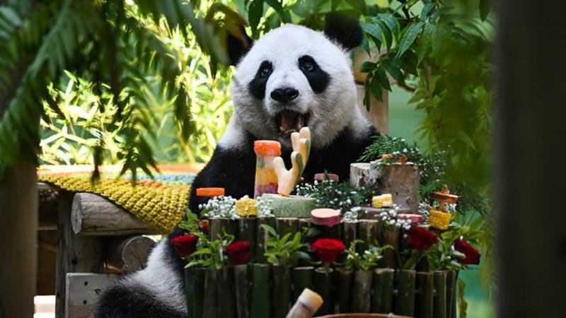 15th Birthday of Giant Panda Xing Mei Celebrated in China