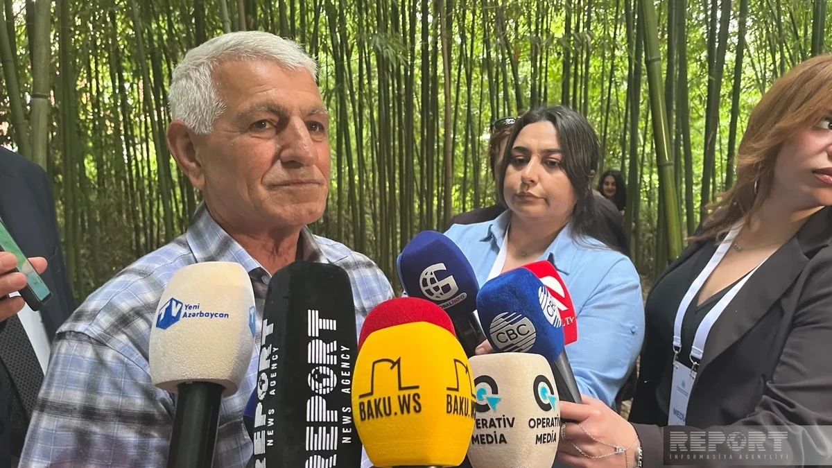 Lənkəranda bambuk yetişdirilən 32 sotluq ərazi xüsusi xəritəyə salınıb