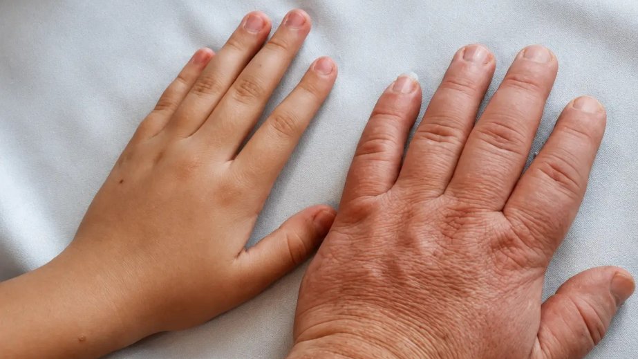 Changing the way we age: Discovery could help preserve muscle strength
