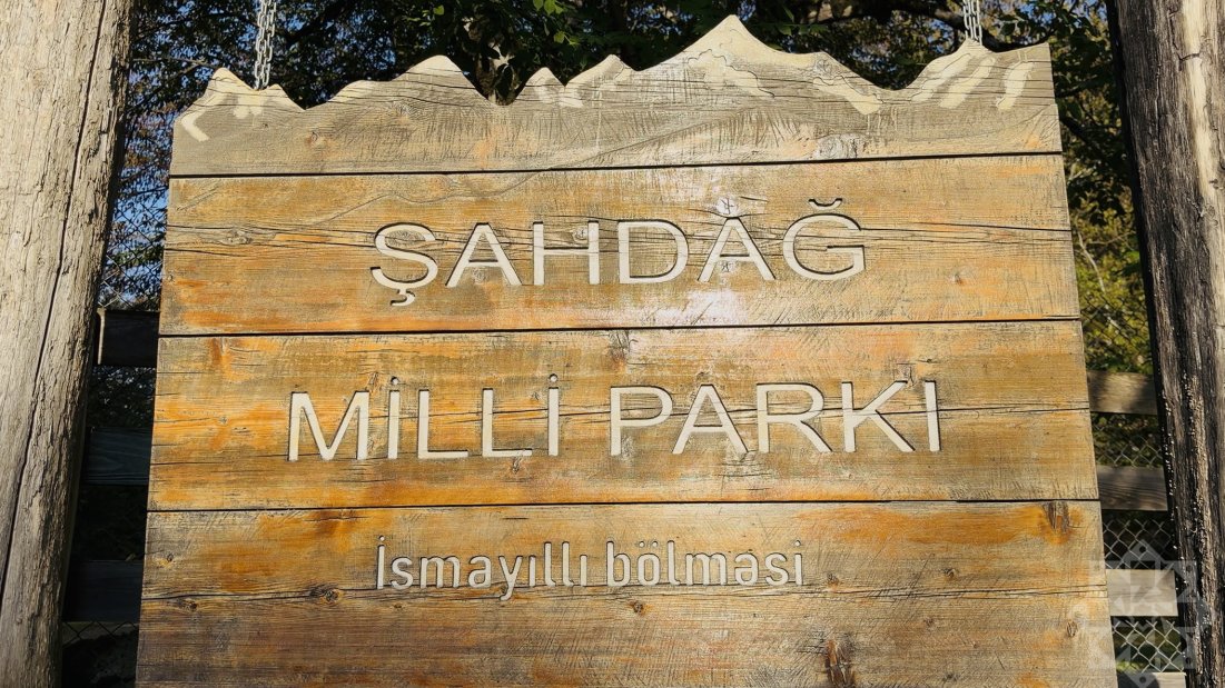 Zubrlar, bizonlar və payız mənzərələri: İsmayıllıda təbiətə səyahət