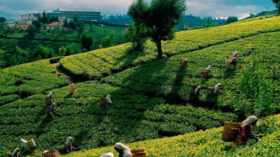 Azerbaijan’s tea exports increase by 18.9 percent – GRAPH